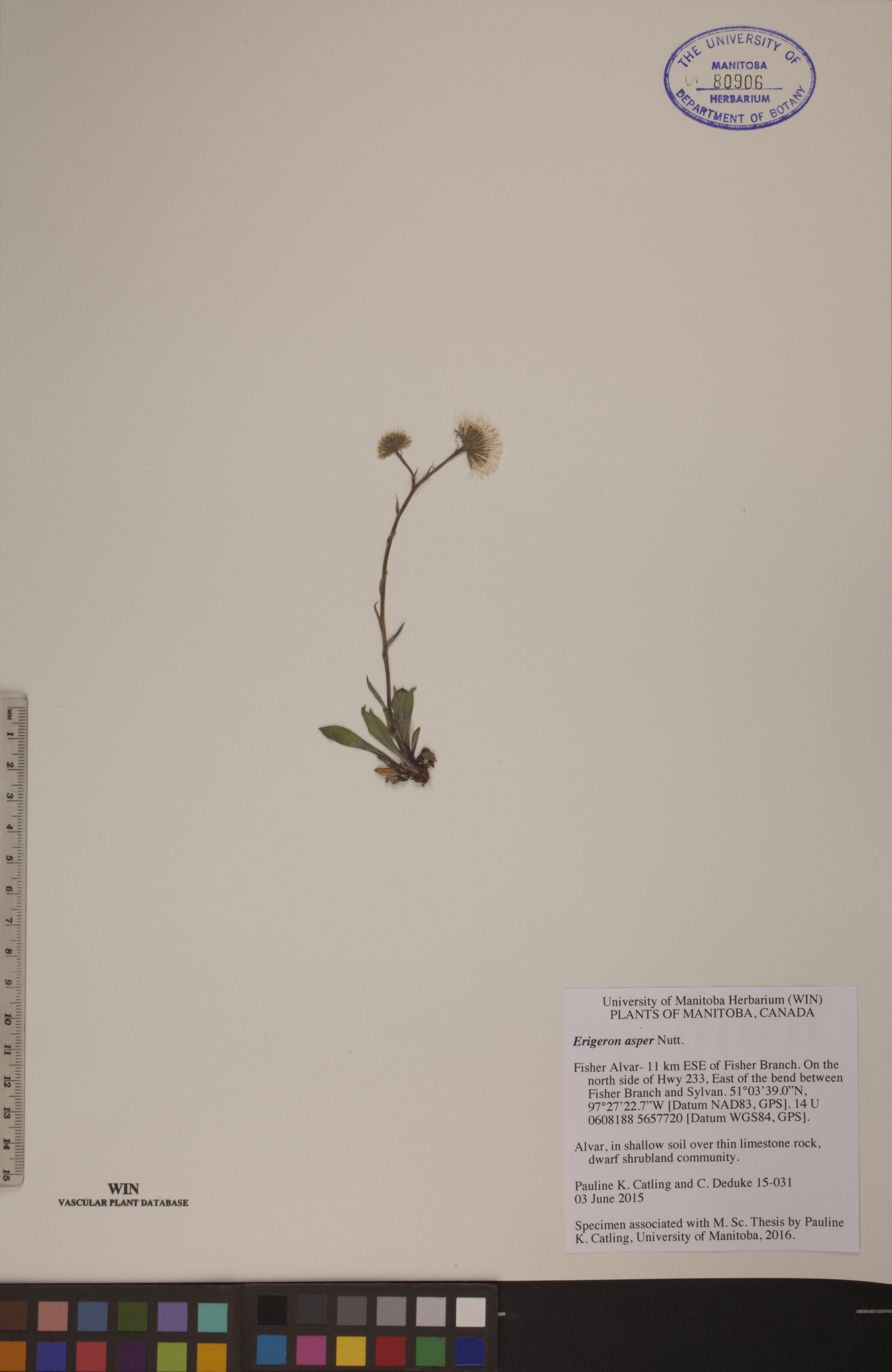 Erigeron asper image